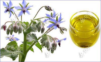 benefits of borage seed oil