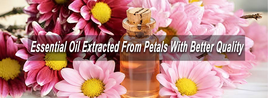 extracting machine for High-Purity Floral Essential Oil From Petals